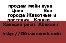 продам мейн куна › Цена ­ 15 000 - Все города Животные и растения » Кошки   . Хакасия респ.,Абакан г.